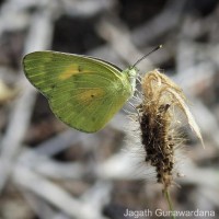 Colotis amata Fabricius, 1775